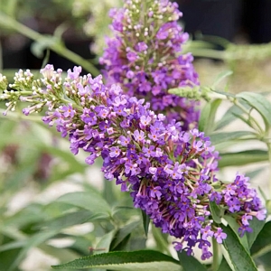 Buddleia Ultra Violet